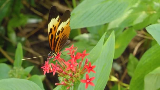 Acercamiento Mariposa Que Recoge Néctar Flor — Vídeo de stock