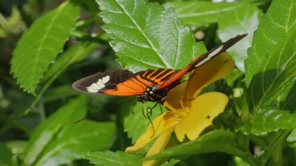 Close Butterfly Collecting Nectar Flower — Stock Video