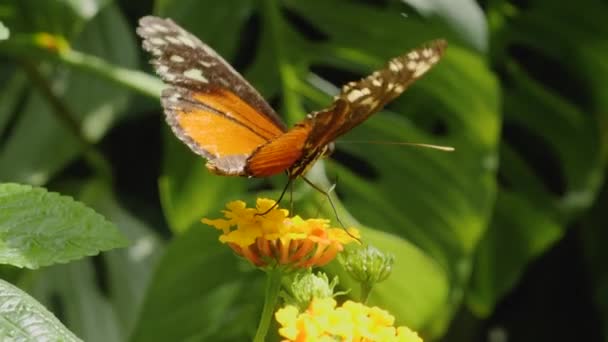 나비를 가까이 꽃에서 화밀을 모은다 — 비디오