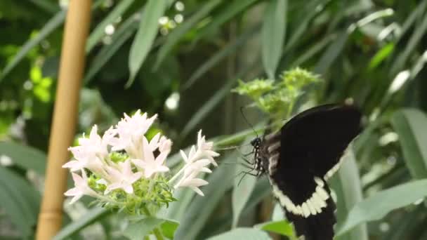蝴蝶从花朵中采集花蜜的特写 — 图库视频影像