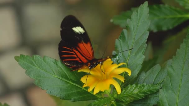 Крупним Планом Метелик Збирає Нектар Квітки — стокове відео