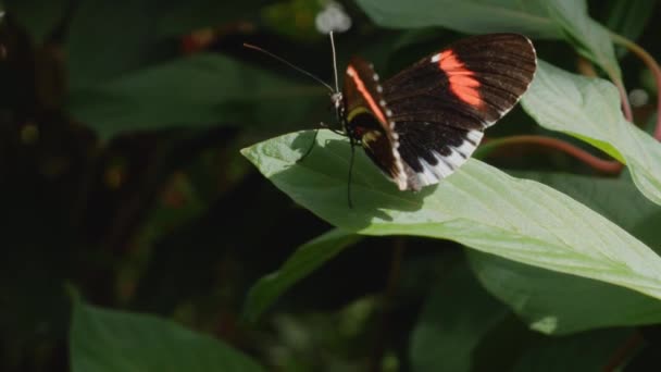 Крупный План Бабочки Собирающей Нектар Цветка — стоковое видео