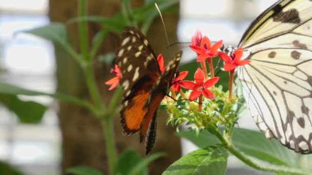 Gros Plan Papillon Recueillant Nectar Une Fleur — Video