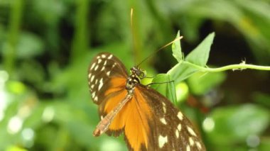 Bir çiçekten nektar toplayan kelebeğe yaklaş.
