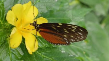 Bir çiçekten nektar toplayan kelebeğe yaklaş.