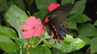 Bir çiçekten nektar toplayan kelebeğe yaklaş.