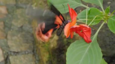 Bir çiçekten nektar toplayan kelebeğe yaklaş.