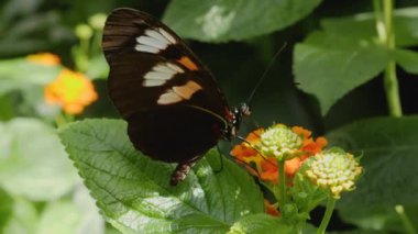 Bir çiçekten nektar toplayan kelebeğe yaklaş.