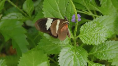 Bir çiçekten nektar toplayan kelebeğe yaklaş.