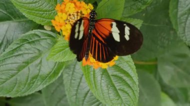 Bir çiçekten nektar toplayan kelebeğe yaklaş.