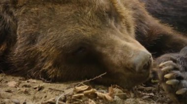 Bir kayanın üzerinde dinlenen kahverengi ayıya yaklaş ve burnunu oynat..