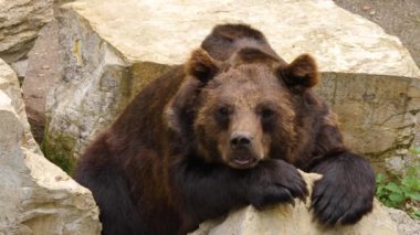 Bir kayanın üzerinde dinlenen kahverengi ayıya yaklaş ve burnunu oynat..
