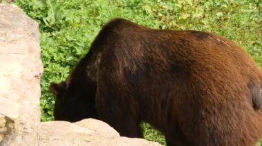 Bir kayanın üzerinde dinlenen kahverengi ayıya yaklaş ve burnunu oynat..
