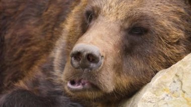 Bir kayanın üzerinde dinlenen kahverengi ayıya yaklaş ve burnunu oynat..