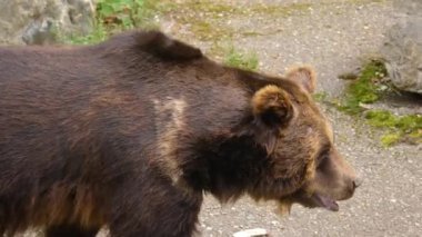 Bir kayanın üzerinde dinlenen kahverengi ayıya yaklaş ve burnunu oynat..