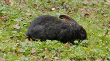 Yazın güneşli bir günde çayırda havuç yiyen tavşanlar.