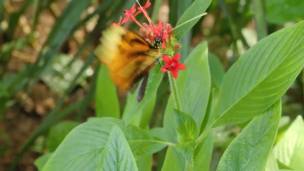 Close Butterfly Collecting Nectar Flower — Stock Video