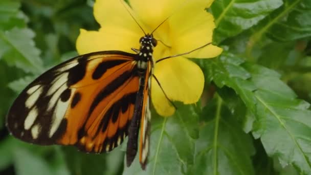 Närbild Fjäril Samla Nektar Från Blomma — Stockvideo