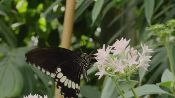 蝴蝶从花朵中采集花蜜的特写 — 图库视频影像