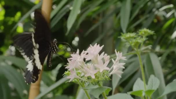 Κοντινό Πλάνο Της Πεταλούδας Συλλογή Νέκταρ Από Ένα Λουλούδι — Αρχείο Βίντεο