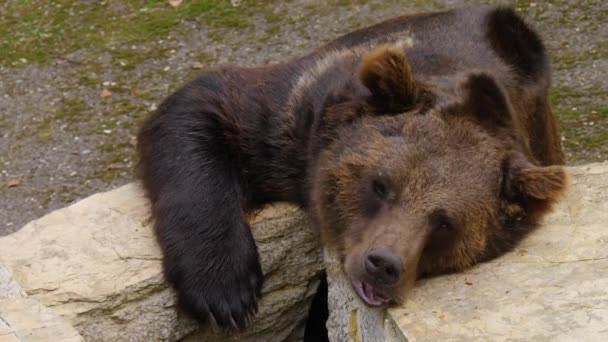 Close Urso Marrom Descansando Sobre Uma Rocha Balançando Nariz — Vídeo de Stock