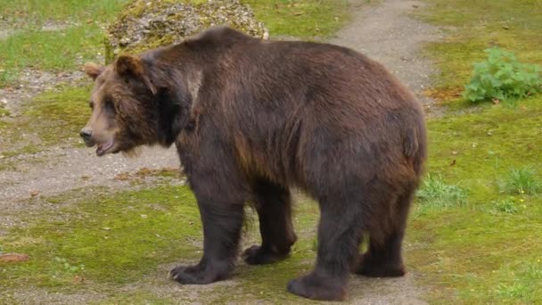 Close Urso Marrom Descansando Sobre Uma Rocha Balançando Nariz — Vídeo de Stock