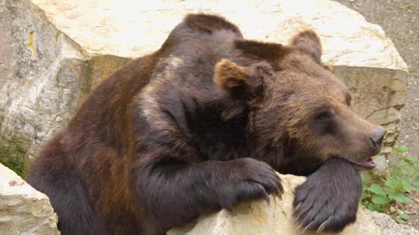 Zbliżenie Niedźwiedzia Brunatnego Spoczywającego Skale Poruszającego Nosem — Wideo stockowe