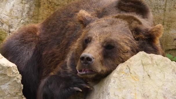 褐色の熊が岩の上で休んで鼻をこする — ストック動画