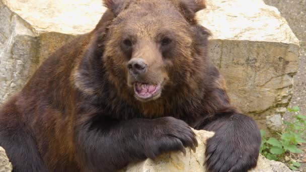 Acercamiento Oso Pardo Descansando Sobre Una Roca Moviendo Nariz — Vídeo de stock