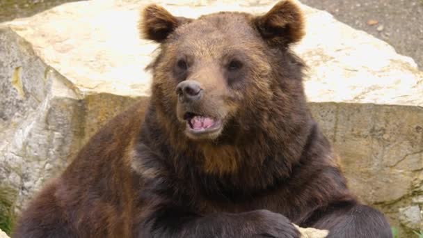 Close Urso Marrom Descansando Sobre Uma Rocha Balançando Nariz — Vídeo de Stock