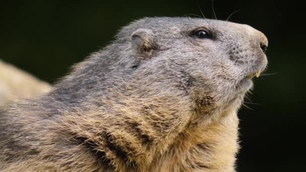 Tutup Groundhog Rumput Melihat Lihat — Stok Video