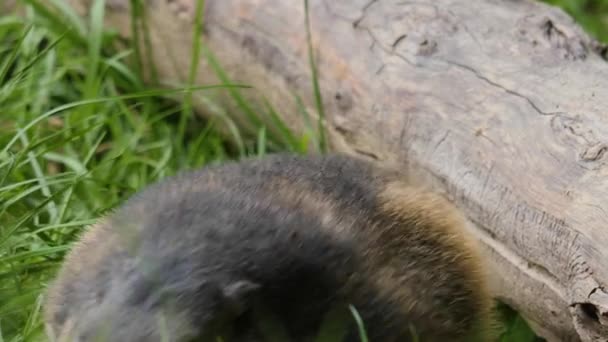 Close Van Marmot Het Gras Rond Kijken — Stockvideo
