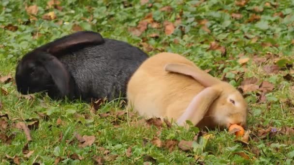 Lapins Dans Une Prairie Mangeant Une Carotte Par Une Journée — Video