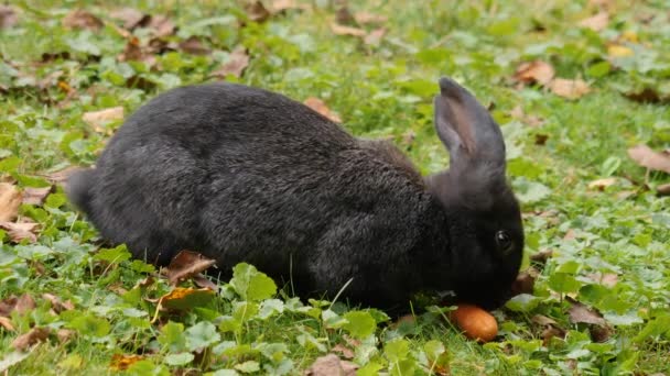 Conejos Prado Comiendo Una Zanahoria Día Soleado Verano — Vídeos de Stock