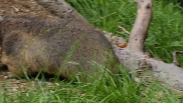 Close Marmota Grama Olhando Redor — Vídeo de Stock