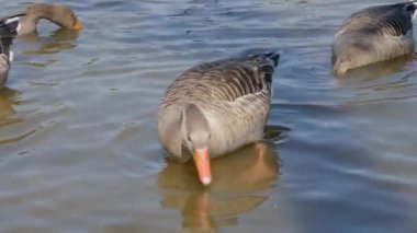 Güneşli bir günde, bir gölde yiyecek arayan ördeklere yakın.