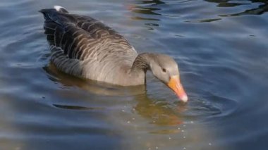 Güneşli bir günde, bir gölde yiyecek arayan ördeklere yakın.