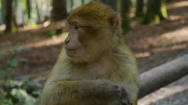 Yazın güneşli bir günde ormanda oturan Barbary Macaque 'a yakın..