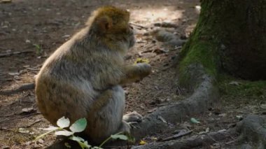 Yazın güneşli bir günde ormanda oturan Barbary Macaque 'a yakın..
