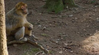 Yazın güneşli bir günde ormanda oturan Barbary Macaque 'a yakın..