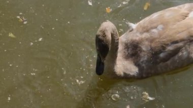 Güneşli bir günde genç bir kuğunun yemek için dalışına yakından bakın.
