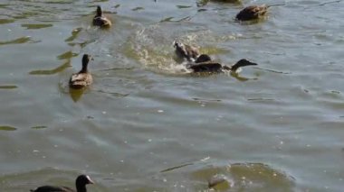Güneşli bir günde, bir gölde yiyecek arayan ördeklere yakın.