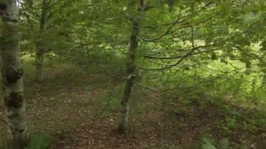 Yazın güneşli bir günde ormanda araba sürmek.