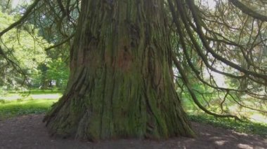 Yazın güneşli bir günde ormanda araba sürmek.