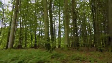 Yazın güneşli bir günde ormanda araba sürmek.