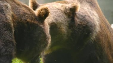 Bir kayanın üzerinde dinlenen kahverengi ayıya yaklaş ve burnunu oynat..