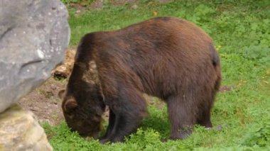 Bir kayanın üzerinde dinlenen kahverengi ayıya yaklaş ve burnunu oynat..