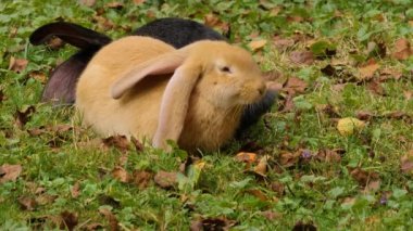 Yazın güneşli bir günde çayırda havuç yiyen tavşanlar.