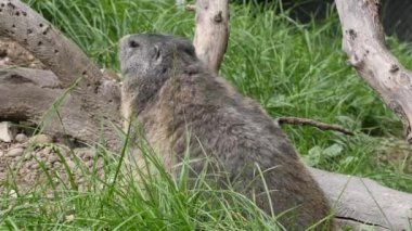 Köstebeğin etrafını çimenlerle kaplayan