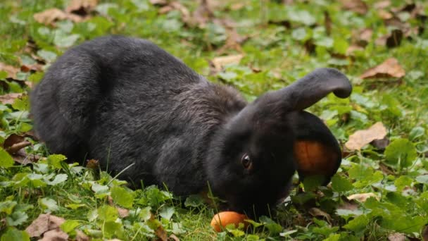 Kelinci Padang Rumput Makan Wortel Pada Hari Yang Cerah Musim — Stok Video